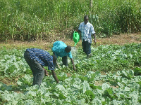 A farmer watering his crops.