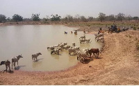 Cows drinking from the Afram  River