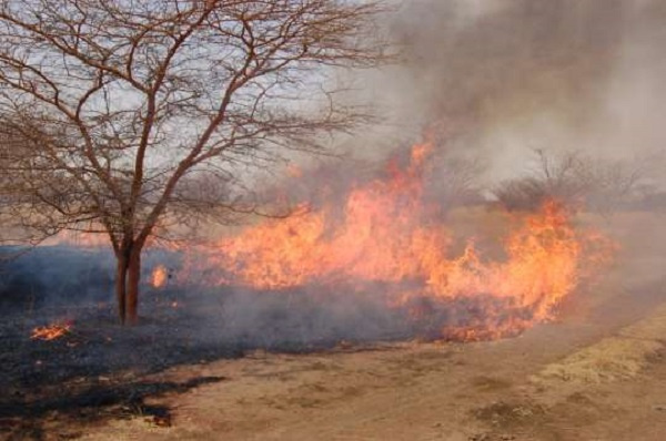 Scientists said the annual bush fires posed serious threat to the food security