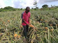 Pineapple farmer examining his pineapples on his farm at Ekumfi