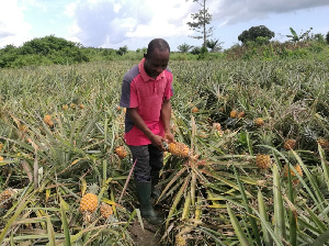 Pineapple farmer examining his pineapples on his farm at Ekumfi