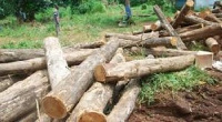 The chief stated that the level of commitment shown towards ending illegal logging is plausible