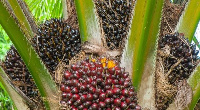 There is a positive short-term outlook for palm oil