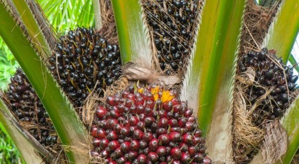 There is a positive short-term outlook for palm oil