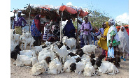 A livestock market in Mogadishu, Somalia, | STR | AFP