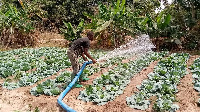 A farmer irrigating his vegetable farm