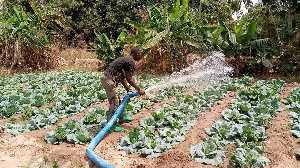 A farmer irrigating his vegetable farm