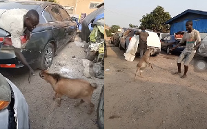 A goat fighting a mechanic