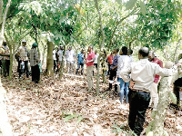 The delegation on a farm at the Cocoa Research Institute of Ghana (CRIG) in Tafo