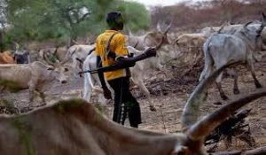 The Fulani's end up destroying many farmlands in the area