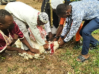 Muslims slaughter a sheep for Eid-Ul-Adha | File photo