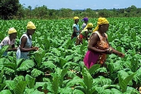 Women working in a farm