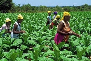 Women working in a farm