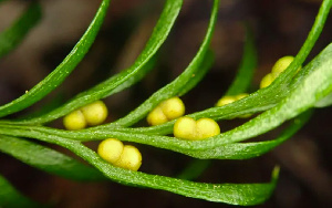 The rare fern is found on the Pacific island territory of New Caledonia