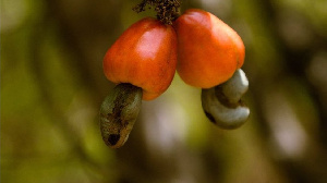 Improved seedlings of cashew have been planted to boost production