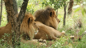 Lions 1