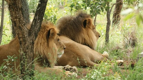 Lion in a natural park | File photo