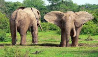 Elephants are mainly hunted for their tusk