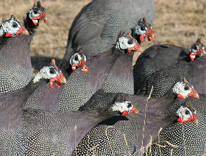 Flock Of Guinea Fowl?resize=600%2C454&ssl=1