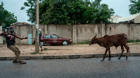 Man wey dey drag cow for street