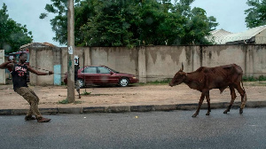 Man wey dey drag cow for street