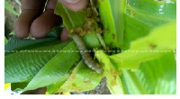 Army worms have invaded many farmlands across the country