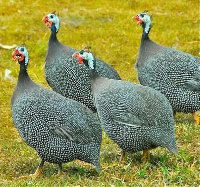 File photo of guinea fowls