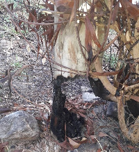 Some of the burnt electricity poles