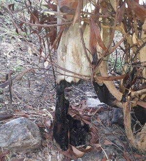 Some of the burnt electricity poles