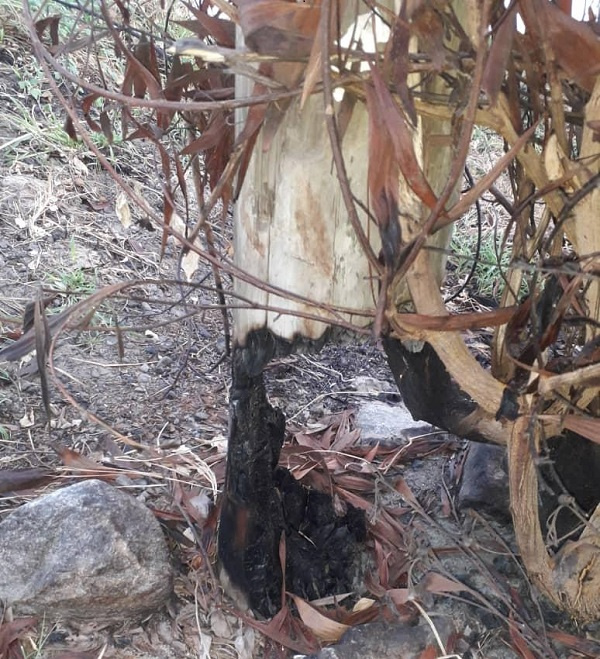 Some of the burnt electricity poles