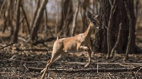 Photo of a deer in a Sudanese park