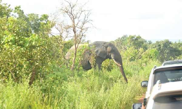 For about 30 minutes, the elephant held the convoy hostage