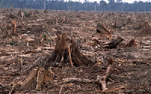 Nim tree is believed to be medicinal