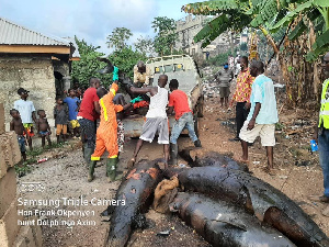 Smoked dolphins seized by Nzema East MCE