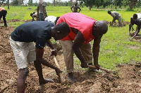 Anthony Abayifa Karbo seriously weeding with a hoe