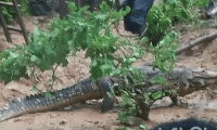 After the libation and other rituals, the two crocodiles went back to the Fum river.