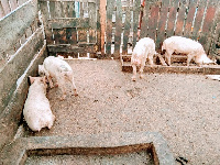 Pig Farm