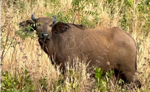 Buffalo Invades School32145.png