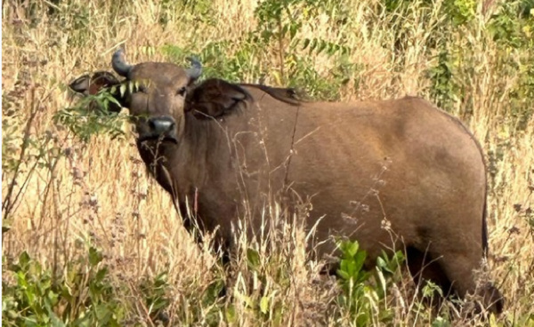 The missing Buffalo