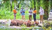 He inspected a vast oil palm farm at Bogoso