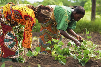 'Women constitute nearly 50% of the agricultural workforce'