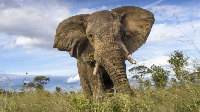 File photo of an elephant