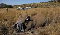 A dehorned rhino