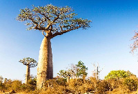 Flowering of a baobab tree takes at least 14 years in West Africa