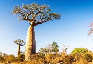 Flowering of a baobab tree takes at least 14 years in West Africa