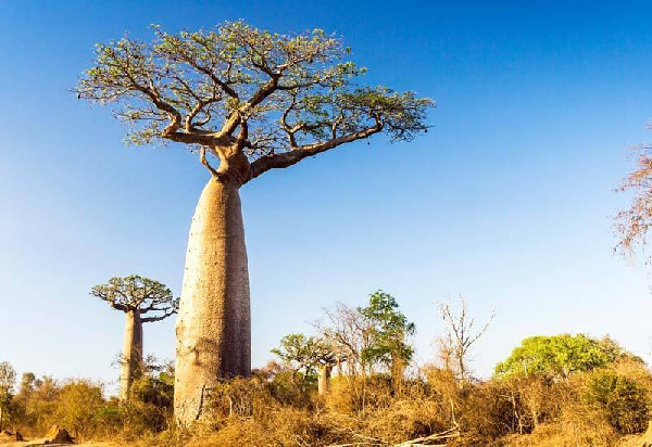 Flowering of a baobab tree takes at least 14 years in West Africa