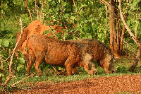 Mole National Park is is one of the seven National Parks in Ghana