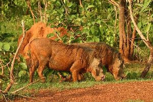 Mole National Park is is one of the seven National Parks in Ghana