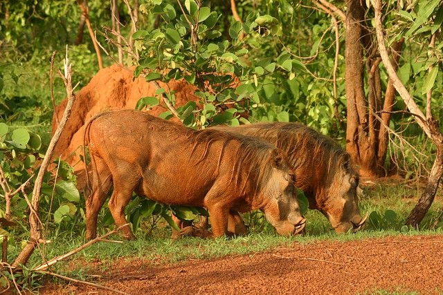 Mole National Park is is one of the seven National Parks in Ghana