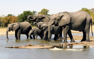 Elephant Herd